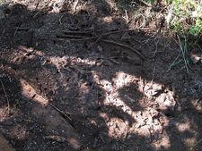 Ameisenstaat unter einer alten Holzplatte