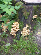 baumzersetzende Pilze