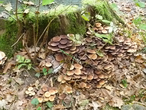 Holzzersetzende Pilze