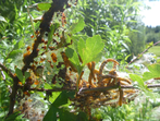 Gespinstblattwespenlarve