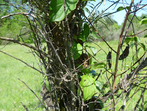 Eidechse - versteckt im Baum